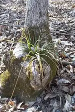 natures vase.webp