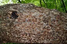 hammerpennies.webp