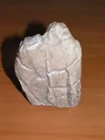 dinotooth..webp