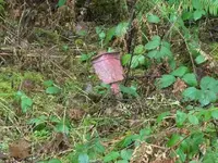 P1020151.webp