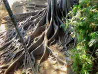 sd trip balboa 5.webp