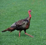 DSCN1868.webp