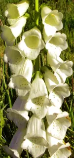 DSCN0260.webp