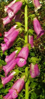 DSCN0265.webp