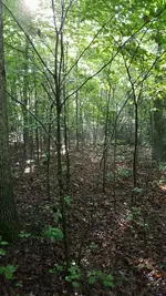 Woods.webp