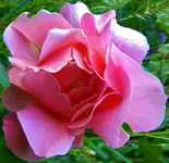 DSCN0286.webp