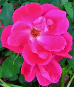 DSCN0287.webp