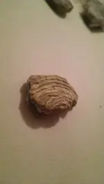 1465456192861.webp