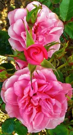 DSCN0290.webp
