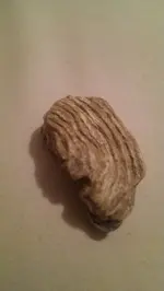 1465456227331.webp