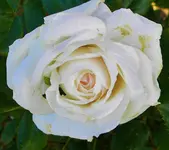DSCN0291.webp