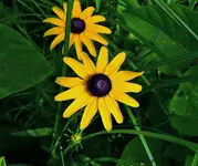 DSCN2431.webp
