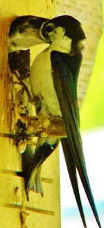 DSCN0554.webp