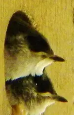 DSCN0565.webp