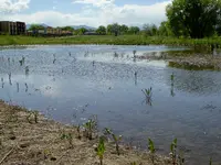mud hole 1 pond.webp