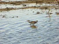 mud hole bird 1.webp