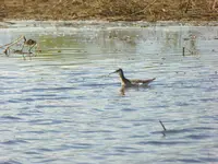 mud hole bird 2.webp