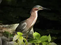 Green Heron.webp