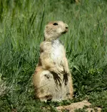 mud hole P dog.webp