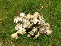 ImageUploadedByTreasureNet.com1463490460.710380.webp