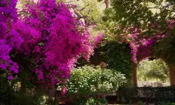 sd trip balboa 7 phone.webp