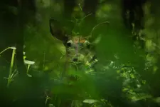 Deer in Hiding.webp