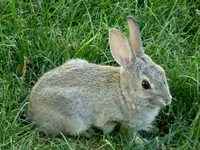 little bunny.webp