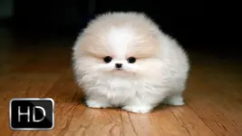 maxresdefault.webp