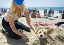 nmo4bz-05.corgi_.041115.ms_.webp