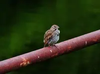 DSCN1482.webp