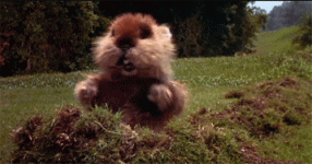 giphy.gif giphy.gif