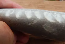 DSCN4428.webp