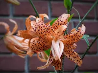asiatic lily 1.webp