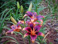 asiatic lily 2.jpg