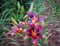 asiatic lily 2.webp