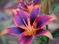 asiatic lily 2a.jpg
