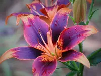 asiatic lily 2a.webp