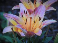 asiatic lily 3.jpg