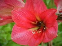 amaryllis.webp