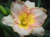 day lily 1.webp