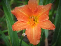 day lily 2.webp