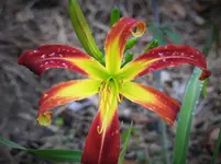 spider lily 3.webp