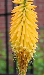 Yellow spike.webp