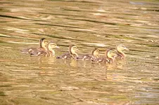 Baby Mallards.webp