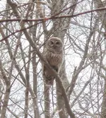barred owl cropped.webp