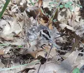 baby woodcock.webp