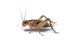 crickets.webp