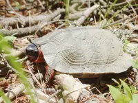 wood turtle.webp