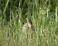 field 061916 2.webp