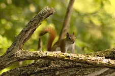 K1600_Red Squirrel.webp